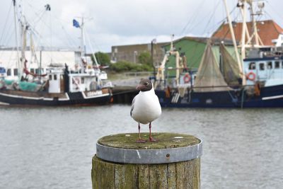 Büsumer Hafen Impressionen